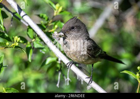 Say's Phoebe (Sayornis Saya) mit Fang Stockfoto