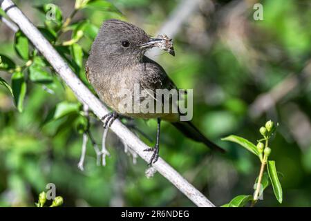 Say's Phoebe (Sayornis Saya) mit Fang Stockfoto