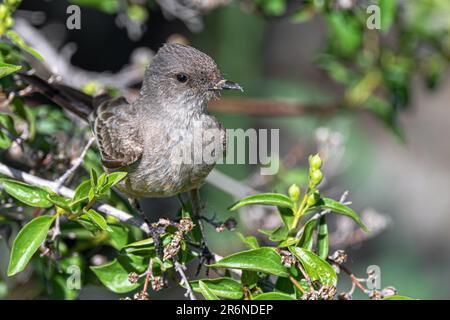 Perching Say's Phoebe (Sayornis saya) Stockfoto