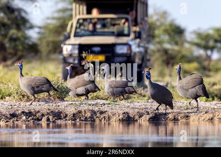 Helmguineafowl (Numida meleagris) – Onkolo Hide, Onguma Game Reserve, Namibia, Afrika Stockfoto