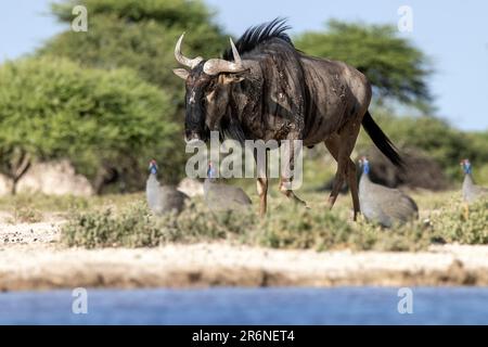 Blauer Gnus (Connochaetes taurinus) – Onkolo Hide, Onguma Game Reserve, Namibia, Afrika Stockfoto