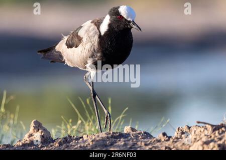 Schmied Kiebitz oder Schmied plover (Vanellus armatus) - onkolo Verbergen, Onguma Game Reserve, Namibia, Afrika Stockfoto