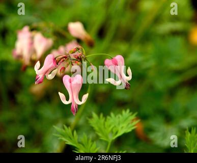 Blutende Herzblüten (Dicentra) Stockfoto