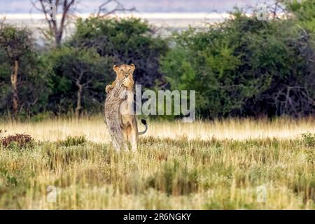 Junger männlicher Löwe (Panthera leo) klettert auf den Baumstamm – Onguma Game Reserve, Namibia, Afrika Stockfoto