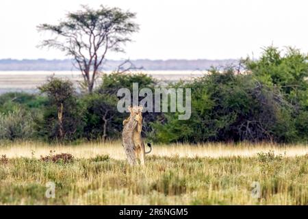 Junger männlicher Löwe (Panthera leo) klettert auf den Baumstamm – Onguma Game Reserve, Namibia, Afrika Stockfoto