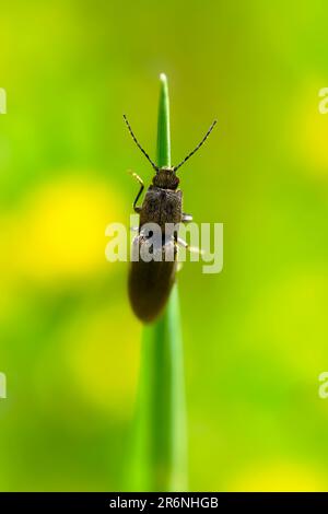 Ein Makrofoto eines bräunlich-schwarzen und goldenen Kammkäfers ( Elateridae ) auf einem Grashalm, weicher grüner und gelber Hintergrund, Negativraum, c Stockfoto