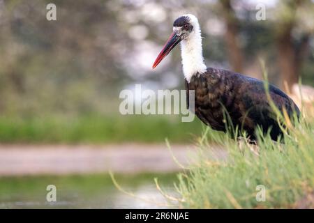 Afrikanischer Wollhalsstorch oder afrikanischer Wollhals (Ciconia microscelis) im Onkolo Hide - Onguma Game Reserve, Namibia, Afrika Stockfoto