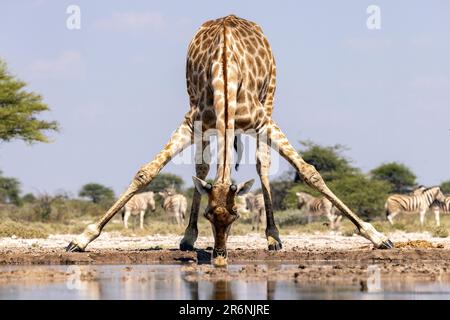 Giraffen trinken im Waterhole - Onkolo Hide, Onguma Game Reserve, Namibia, Afrika Stockfoto