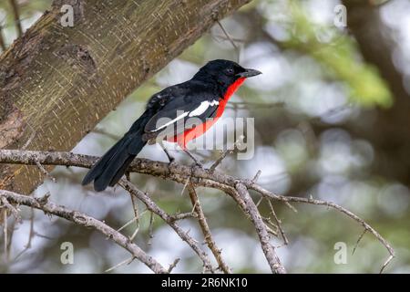 Purpurrote Schricke (Laniarius atrococcineus) in der Nähe von Onkolo Hide - Onguma Game Reserve, Namibia, Afrika Stockfoto