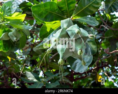 Keben, Barringtonia asiatica Frucht, Fisch Giftbaum, Meeresgiftbaum, Mangrovenbaum Stockfoto