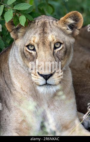 Nahaufnahme des weiblichen Löwen (Panthera leo) - Onguma Game Reserve, Namibia, Afrika Stockfoto
