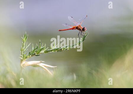Rothäute (Trithemis arteriosa) – Onguma Game Reserve, Namibia, Afrika Stockfoto
