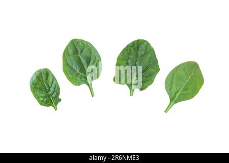 Spinatblätter auf weiß isoliert. Spinacia oleracea grünes Blattgemüse. Stockfoto