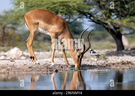 Männlicher Impala (Aepyceros melampus), der am Wasserloch im Onkolo Hide, Onguma Game Reserve, Namibia, Afrika trinkt Stockfoto