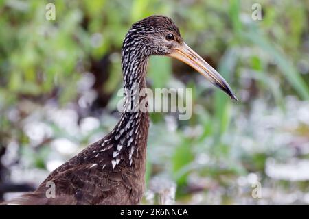 Nahaufnahme Limpkin (Aramus Guarauna) isoliert, hoch oben mit Blick auf die Vegetation. Stockfoto