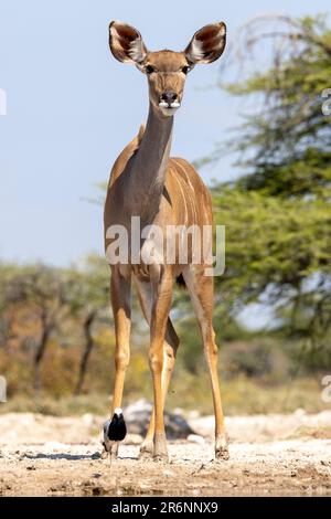 Weiblicher Großkudu (Tragelaphus strepsiceros) in Onkolo Hide, Onguma Game Reserve, Namibia, Afrika Stockfoto