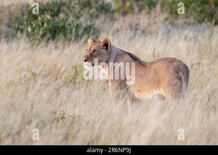 Junger Löwe (Panthera leo) - Onguma Game Reserve, Namibia, Afrika Stockfoto