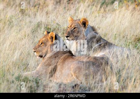 Junger Löwe (Panthera leo) - Onguma Game Reserve, Namibia, Afrika Stockfoto