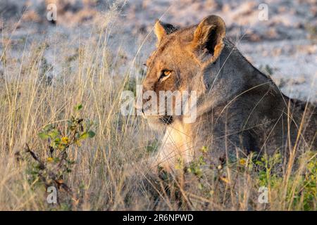 Junger Löwe (Panthera leo) - Onguma Game Reserve, Namibia, Afrika Stockfoto