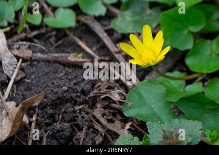 Blumen-kaluga. Gelbe Frühlingsblumen. Ein Feld gelber Blumen mit grünen Blättern und einer mit einem schwarzen Käfer. Hochwertiges Foto Stockfoto