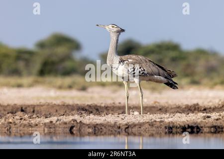 Kori trastard (Ardeotis kori) - Onkolo Hide, Onguma Game Reserve, Namibia, Afrika Stockfoto