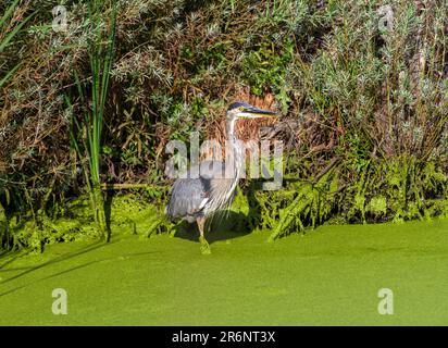Ein großer Blaureiher in einer wilden, üppigen Umgebung, voller verschiedener Vegetationsarten, mit einer Decke aus Entengras über dem Wasser. Stockfoto