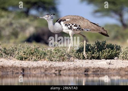 Kori trastard (Ardeotis kori) - Onkolo Hide, Onguma Game Reserve, Namibia, Afrika Stockfoto