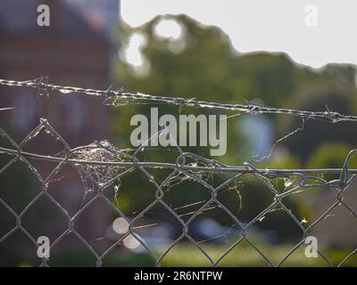 Nahaufnahme des Stacheldrahtzauns im Sommer Stockfoto