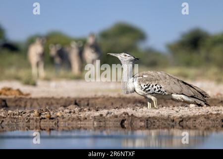 Kori-Trappe (Ardeotis kori) mit Zebra im Hintergrund an einem Wasserloch - Onkolo Hide, Onguma Game Reserve, Namibia, Afrika Stockfoto