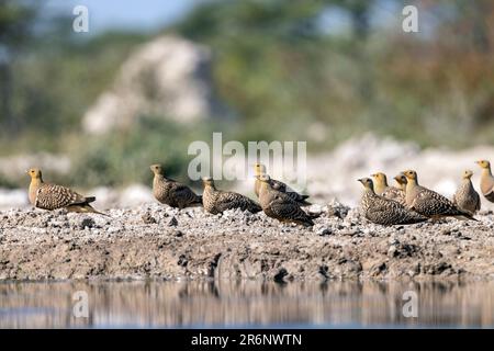 Namaqua Sandgrouse (Pterocles namaqua) - Onkolo Hide, Onguma Wildreservat, Namibia, Afrika Stockfoto