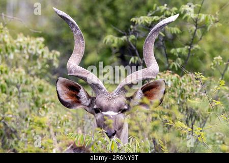 Männlicher Großkudu (Tragelaphus strepsiceros) – Onguma Wildreservat, Namibia, Afrika Stockfoto