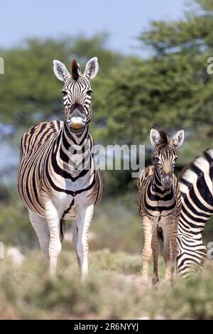 Mutter- und Fohlen-Prärie Zebra (Equus quagga, vormals Equus burchellii) – Onguma Game Reserve, Namibia, Afrika Stockfoto