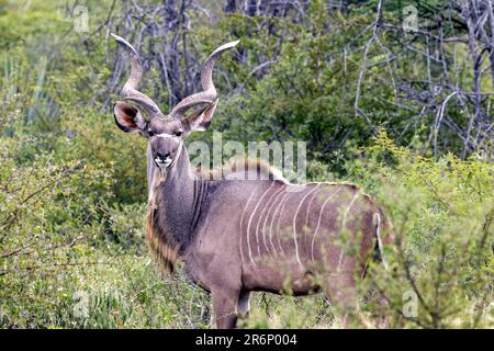 Männlicher Großkudu (Tragelaphus strepsiceros) – Onguma Wildreservat, Namibia, Afrika Stockfoto