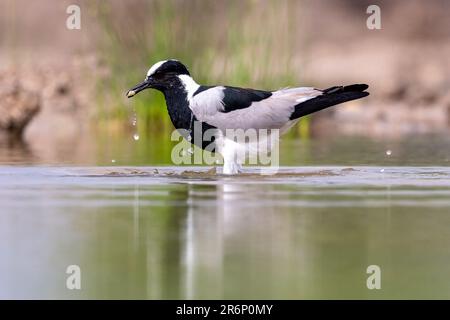 Baden mit Schmiedeschlitten oder Schmiedepfeifen (Vanellus armatus) – Onkolo Hide, Onguma Game Reserve, Namibia, Afrika Stockfoto