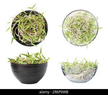 Viele Mungbohnensprossen in Schalen auf weißem Hintergrund, von oben und von der Seite Stockfoto