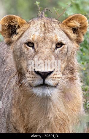 Junger männlicher Löwe (Panthera leo) – Onguma Game Reserve, Namibia, Afrika Stockfoto