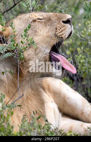 Junger männlicher Löwe (Panthera leo) Gähnen - Onguma Game Reserve, Namibia, Afrika Stockfoto