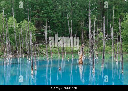 Landschaft des Biei Blue Pond in Hokkaido, Japan Stockfoto