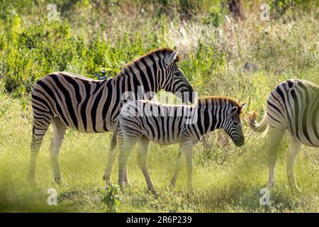 Mutter- und Fohlen-Prärie Zebra (Equus quagga, vormals Equus burchellii) – Onguma Game Reserve, Namibia, Afrika Stockfoto