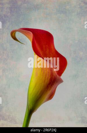 Mit All Den Kurven Orange Gelb Calla Lily Still Life Stockfoto