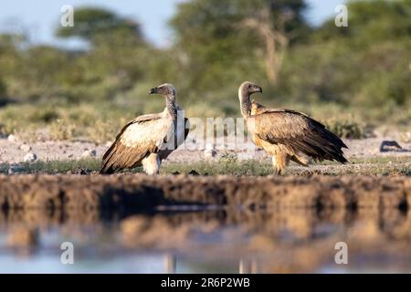 Zwei Geier mit weißem Rücken (Gyps africanus), die sich am Wasserloch posieren - Onkolo Hide, Onguma Game Reserve, Namibia, Afrika Stockfoto