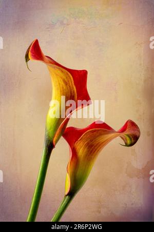 Hübsches Paar Calla Lilien Still Life Stockfoto