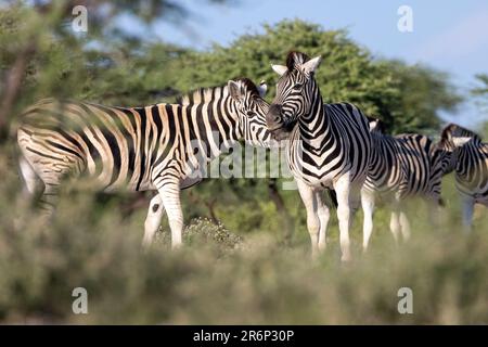 Plains Zebra (Equus quagga, vormals Equus burchellii) -Onguma Game Reserve, Namibia, Afrika Stockfoto
