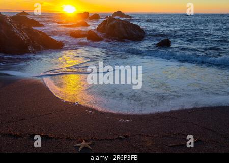 Sonnenuntergang Am Rocky Beach Mit Starfish, Sonoma Coast, Kalifornien Stockfoto