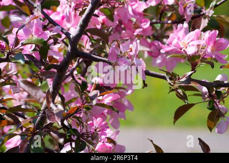 Ein wilder Apfelbaum blüht im Frühling in New Brunswick Stockfoto