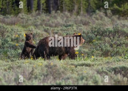 Grizzlybär Nr. 399 mit Frühlingsjunge in 2023 Stockfoto