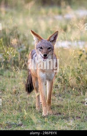 Schwarzer Schakal (Canis mesomelas) – Onguma Game Reserve, Namibia, Afrika Stockfoto