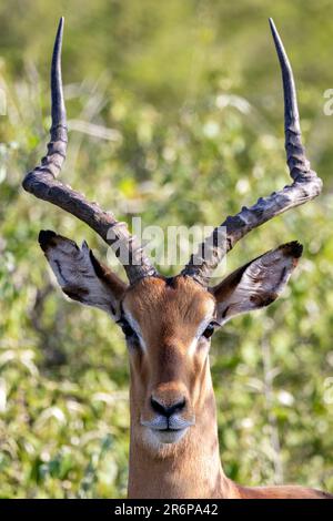 Male Impala (Aepyceros melampus) – Onguma Game Reserve, Namibia, Afrika Stockfoto