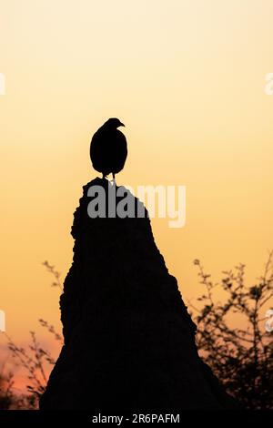 Swainsons Spurfowl (Pternistis swainsonii) steht bei Sonnenaufgang auf dem Termitenhügel - Onguma Game Reserve, Namibia, Afrika Stockfoto