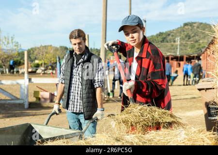 Erfahrene junge Frau und erwachsener Mann pflegen Heu in der Schubkarre, um Pferde während der Arbeit auf der Ranch zu pflegen Stockfoto